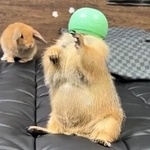 突然の「メロンマン」登場にウサギちゃんが驚いて大慌てする動画がTwitter上で話題を集めた(「やみの@Prairie dog」さん提供、Twitterよりキャプチャ撮影)