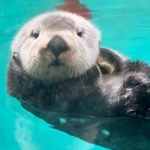 まゆっこさんによるリロくんの写真(写真提供:まゆっこさん)