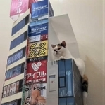 新宿東口駅前のビル上に現れ、話題を集めた3D映像の巨大三毛猫をまねて、自宅で再現。Twitter上で話題を集めた(「みかんとじろうさんち」さん提供、Twitterよりキャプチャ撮影)