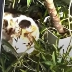 飲食店の店先の植え込みに行き倒れていた三毛猫の親子(浦川さん提供、YouTubeよりキャプチャ撮影、一部トリミング)