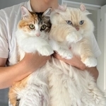 連行される2匹(左がウナちゃん、右がおこめちゃん)=ぽてこゆこめ+うなさん(@potechi_nikki)