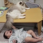 尻尾をふりふりして赤ちゃんを喜ばせる猫。兄貴分の余裕が漂っています(提供画像)