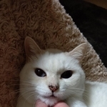 今年で10歳になる、もんたろすくん