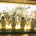 ジッとこちらを見ているペンギンたち(画像提供:藪犬小夏さん)