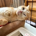 にゃ~ん、気持ちいいにゃ~