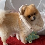 早く一緒に遊びたい、という思いが伝わります(画像提供:ミサイルさん、動画よりキャプチャ)