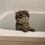 こけしに変身する直前のしゃけくん=しゃけさん(@shake_1121)提供