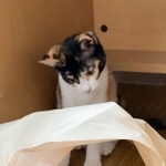 「これ、何するの?」=うにちゃんさん(@Mai44108_tail)提供