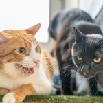 カール(右)が近づくと先住猫はシャーっと威嚇します