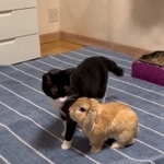 ハチワレ猫ちゃんの後追いをするウサギさんがTwitter上で話題を集めた(ジェリクルさん提供、Twitterよりキャプチャ撮影)