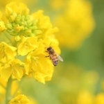 ミツバチと菜の花(Saruri/stock.adobe.com)