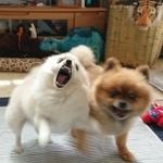 強烈なムキ顔でポメ犬に迫る白い犬さんがTwitter上で話題になった(ぴよりんさん提供)