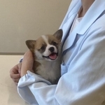 抱っこ、抱っこ、嬉しいな!=ウェルスターレッドコーギー犬舎さん(@WScorgikennel)提供