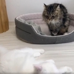 メルちゃん(写真上)はマオちゃんを威圧で倒してしまった=めるちょとまおまおさん(@meltube_cat)のTwitterより