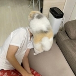 何が起こっているの…!?(画像提供:ちくわ△(ポメ)さん)