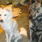 激しくも元気で楽しいクマと風賀