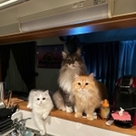 海鮮丼を食べて帰った飼い主に”圧”をかける3匹の猫たちが話題になった(ネコランドさん提供)