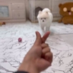 遠くから走り寄り…(画像提供:ぼく、ポメラニアンのぽんちゃん!)