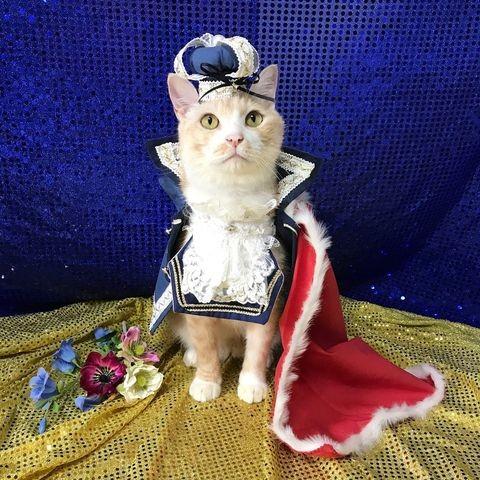 ねこにすとというイベントで人気投票グランプリを取った!