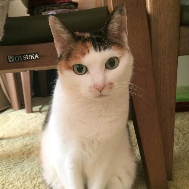 おすましミクちゃん。スマホを構えると目線をくれる子なんです。(2017年撮影)