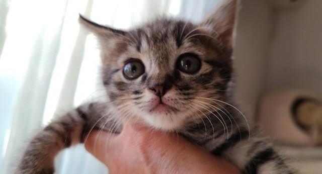 チョッパくんは野良猫の母親に育てられていないので、人を警戒しない=なつうりさん(@MAKIIKEDA3)提供