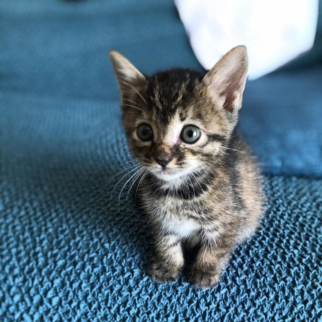 人がいると、「構って~」とついてくる子だった