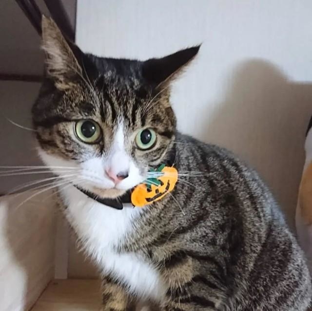 ハロウインだから首輪に飾りをつけてもらったにゃ