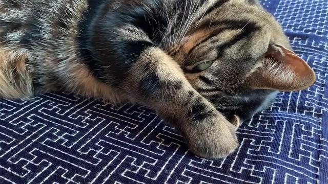 そのタヌキ寝入り…バレてますよ!(画像提供:うりナナさん)