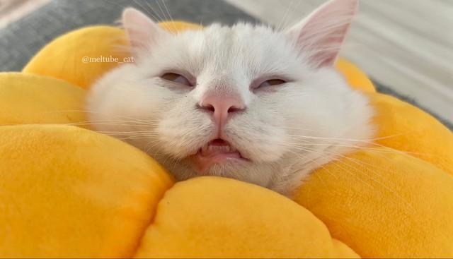 気持ちよく熟睡していただけ=めるちょとまおまおさん(@meltube_cat)提供