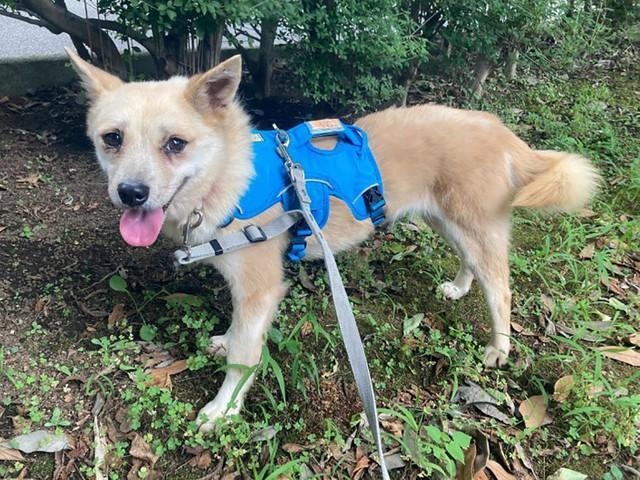 元野犬の保護犬・ヤオモモちゃん