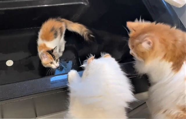 ヤバイ!目が合った・・・(「ぽてこゆこめ+うな」さん提供、Twitterよりキャプチャ撮影)