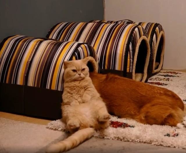 ちい むう ととろさん(@muchi21067312)のTwitterより