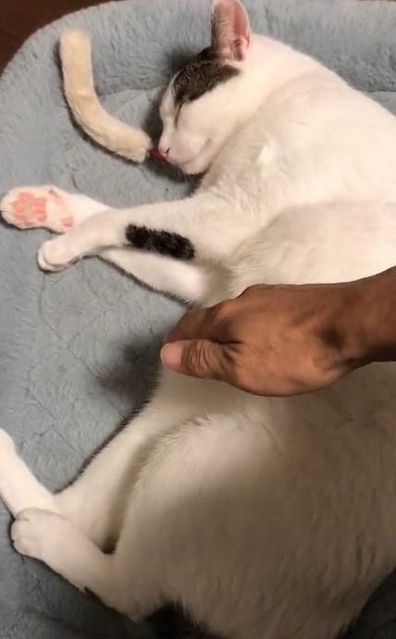 お腹をなでようとすると・・・(鈴木さん提供、Twitterよりキャプチャ撮影)