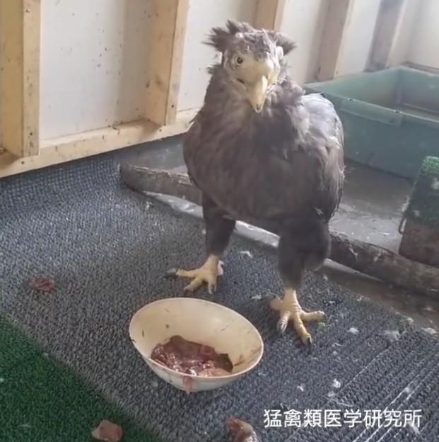 義嘴を使って自力で食事できるようになったオジロワシ(猛禽類医学研究所提供)