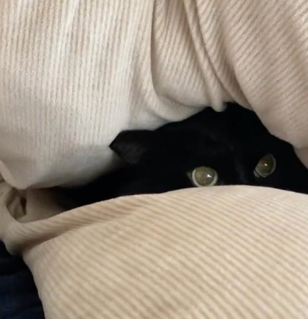 隠れているところを発見、クリンとした目が可愛いもんちゃんさん(@mon_mmmo)提供