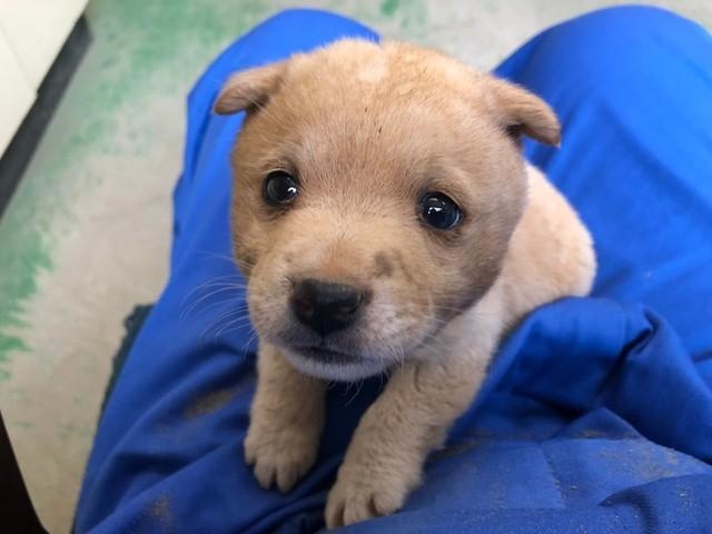 1枚目の写真は保護当時。山から転がってきたという元野犬のビリーくん(提供写真)