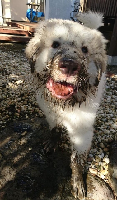 お家に来て2日目のシンバくん=Jolly&Simba(もふ)さん(@JoellyJolly)提供