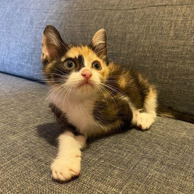 目がイキイキしてきました!(提供)