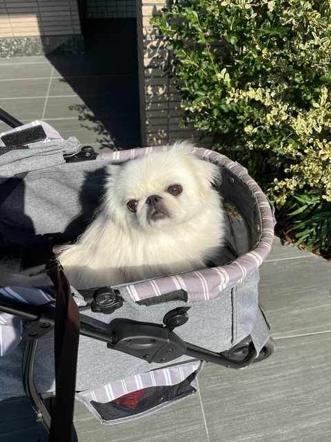 絶対に「ニャン」って言わないでね!=スイカ(飼い主)さん(@himesama_peki)提供