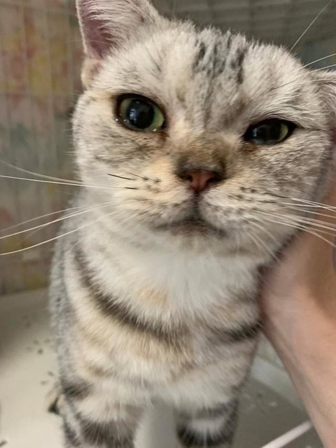 廃業したブリーダーから保護したアメリカンショートヘアの猫(Eさん提供)