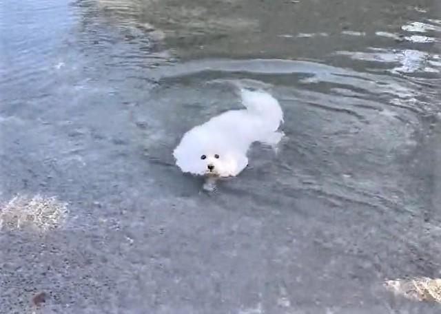 11月だというのに池で泳ぐワンちゃんが話題に(「プン - ビションフリーゼ」さん提供、Twitterよりキャプチャ撮影)