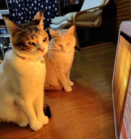 あったかいにゃ=nyaokoさん(@naokowatanabe5)提供 あったかいにゃ=nyaokoさん(@naokowatanabe5)提供