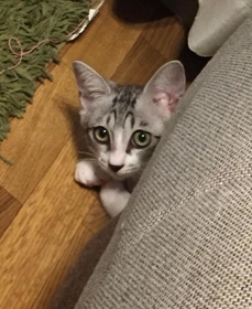 始めてお家に来た日。警戒中。 始めてお家に来た日。警戒中。