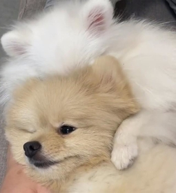 犬が、犬を、吸っています…!(画像提供:ころすけ&ぺこ ポメラニアン兄妹さん) 犬が、犬を、吸っています…!(画像提供:ころすけ&ぺこ ポメラニアン兄妹さん)