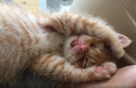 ねこかますさん(@nekokamasu)のTwitterより ねこかますさん(@nekokamasu)のTwitterより