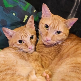 マージちゃん(左)とグースくん(右)。マージちゃんは珍しいチャトラの女の子です マージちゃん(左)とグースくん(右)。マージちゃんは珍しいチャトラの女の子です