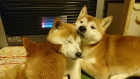 暑くなったら涼しい場所で冷やし、冷えたらまた戻ってくる=茶々丸一家さん(@chachamaru0803)提供 暑くなったら涼しい場所で冷やし、冷えたらまた戻ってくる=茶々丸一家さん(@chachamaru0803)提供