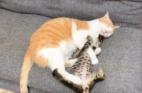 全力で拒否する子猫(仲良し保護猫さん提供、Twitterよりキャプチャ撮影) 全力で拒否する子猫(仲良し保護猫さん提供、Twitterよりキャプチャ撮影)