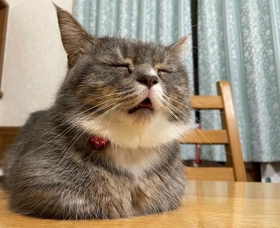 気持ち良すぎておじいちゃんみたいになっちゃった=ラム極短マンチカンさん(@ram20210716)提供 気持ち良すぎておじいちゃんみたいになっちゃった=ラム極短マンチカンさん(@ram20210716)提供