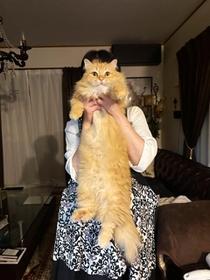 晩ご飯中、「お吸い物」として差し出されたモフモフ猫ちゃんが話題(提供写真) 晩ご飯中、「お吸い物」として差し出されたモフモフ猫ちゃんが話題(提供写真)